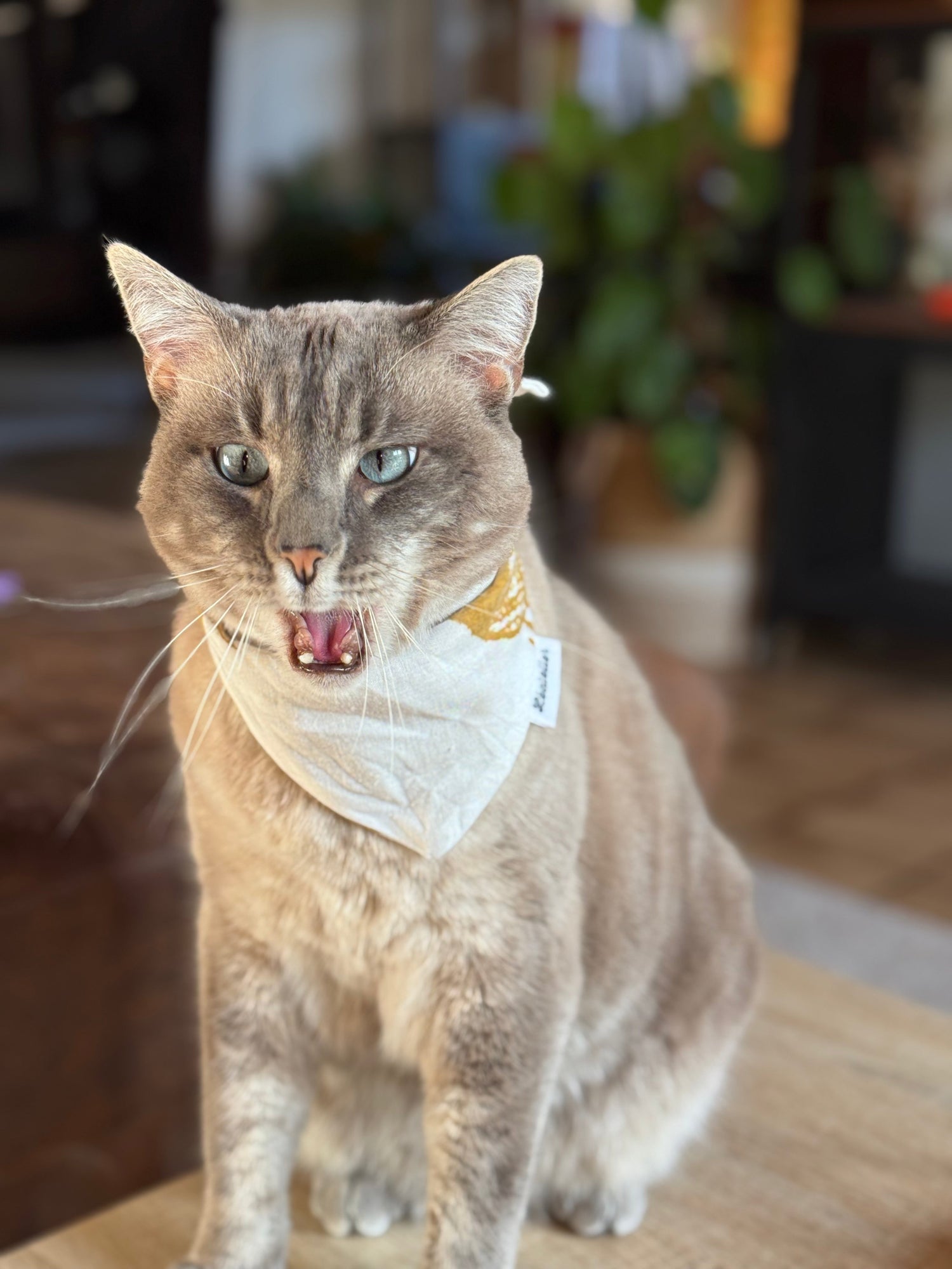 Chats
